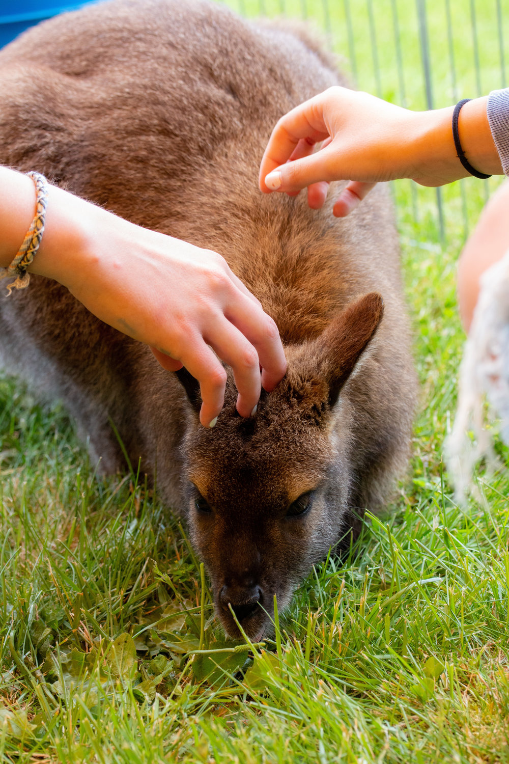 This little Wallaby is popular at the petting zoo at the Centralia College SpringFest Tuesday afternoon.